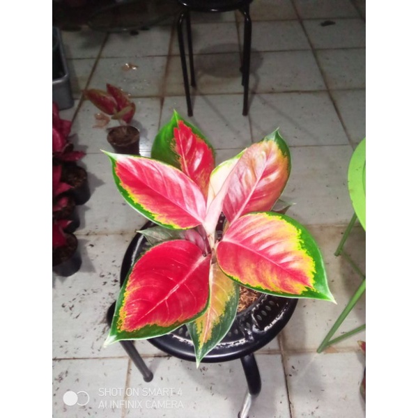 suksom pelangi jumbo lokal