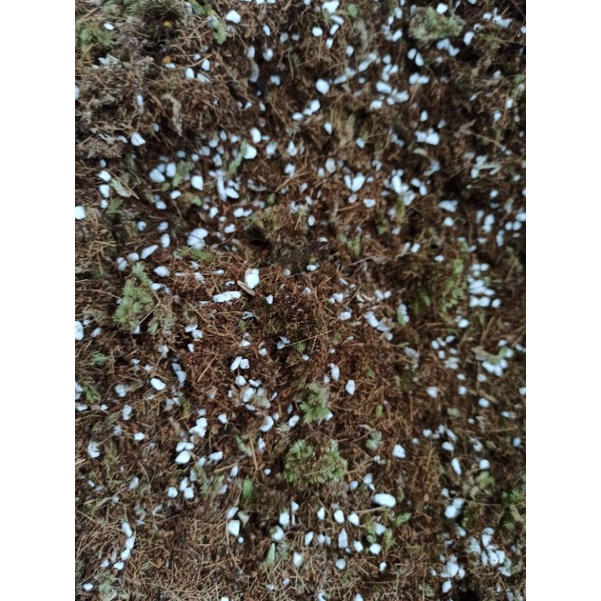 mosslite/ media tanam mix lumut,cocopeat, perlite/media tanam untuk cacah