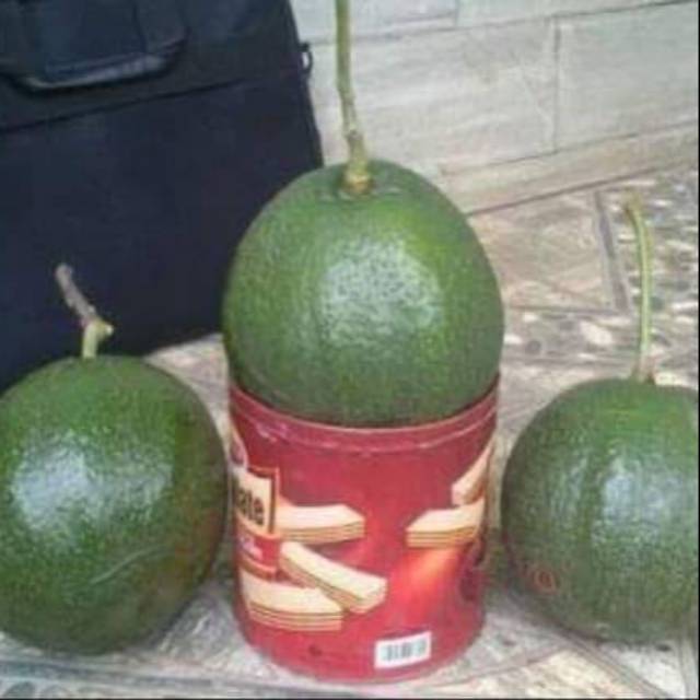 Bibit alpukat kendil/Markus/alpukat jumbo,alpukat super