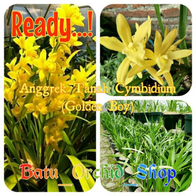 Anggrek Tanah Cymbidium Golden Boy