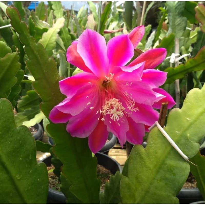 WIJAYA KUSUMA CALIFORNIA DREAM