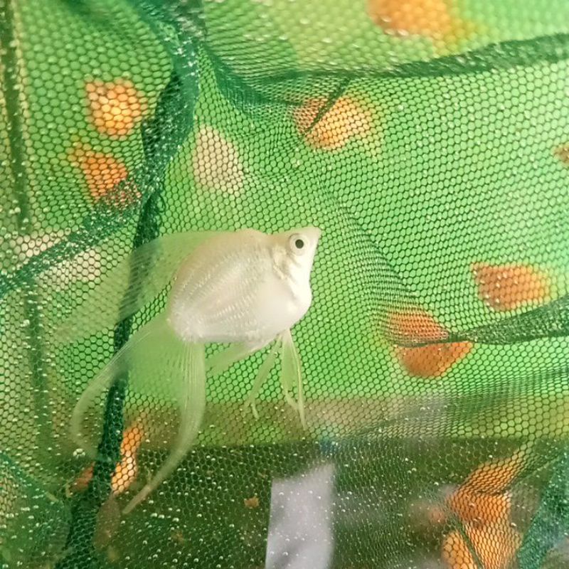 Ikan Hias molly  Platinum