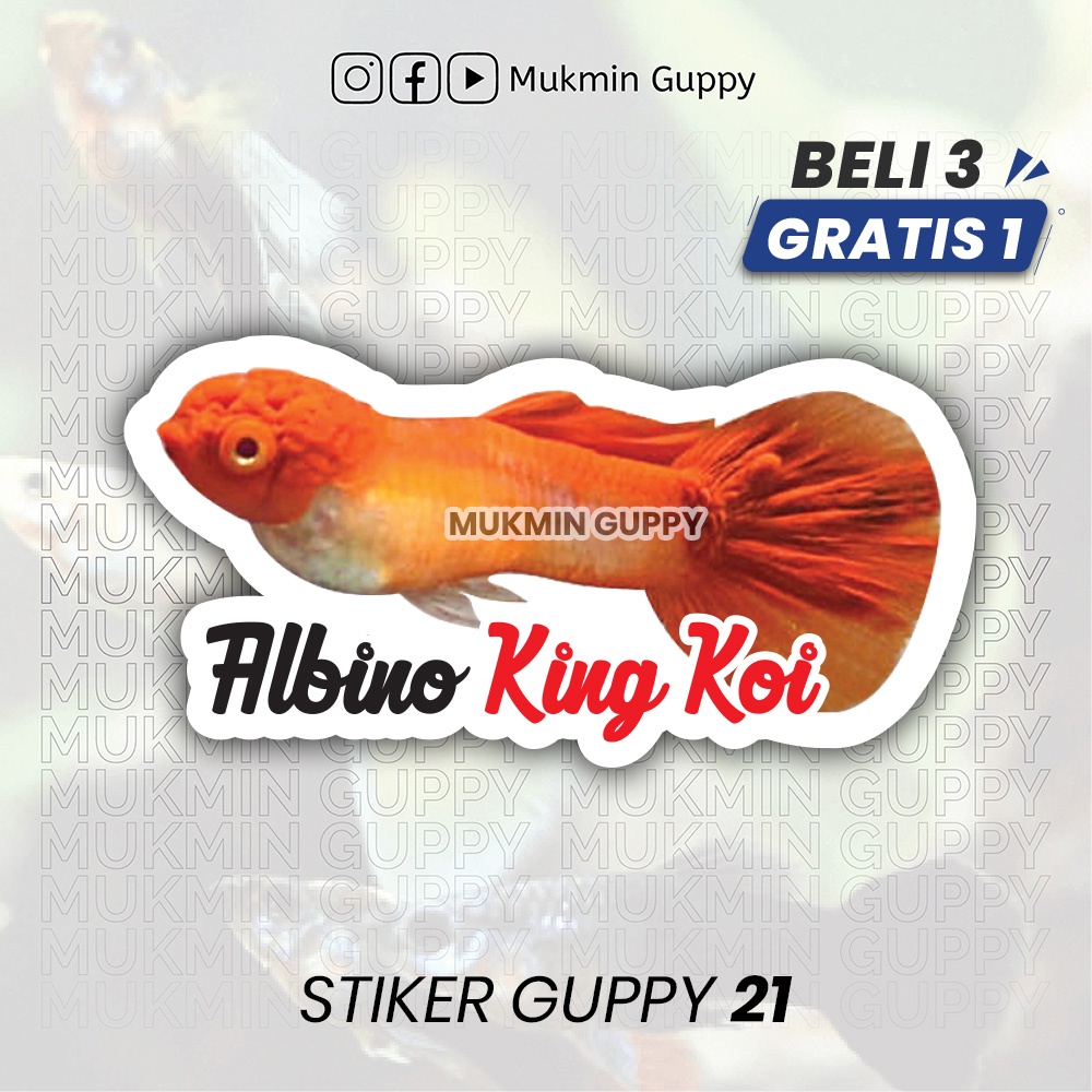 

Stiker Guppy (21) Albino King Koi