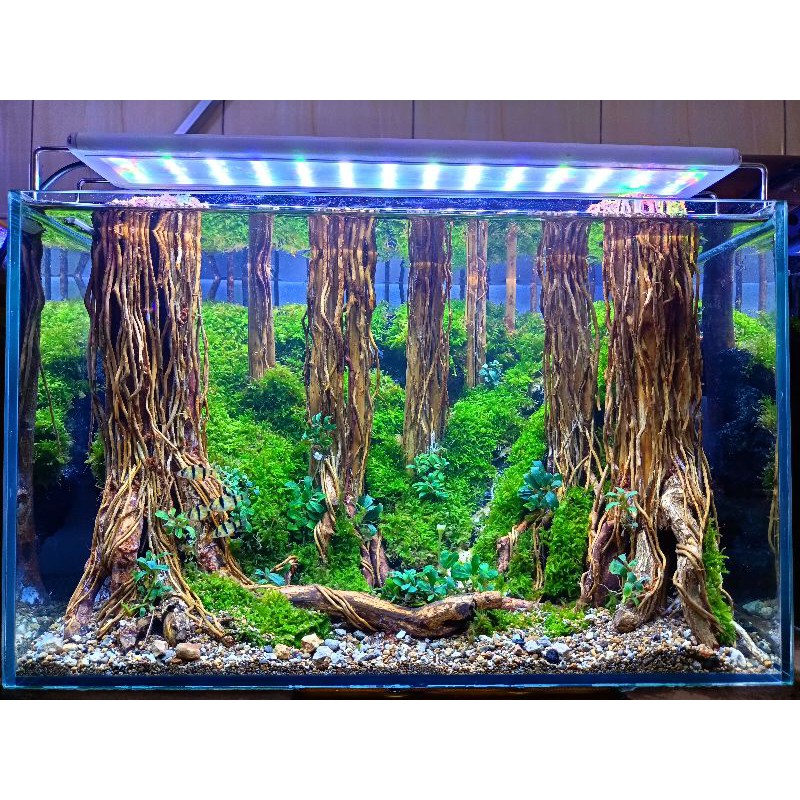 aquascape jungle