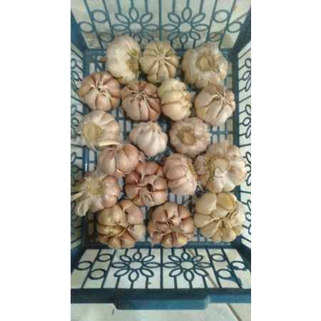 

BAWANG PUTIH ASLI BREBES JAWA TENGAH