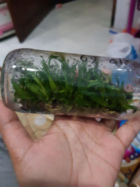 Anggrek Botol Dendrobium Melintir Hybrid