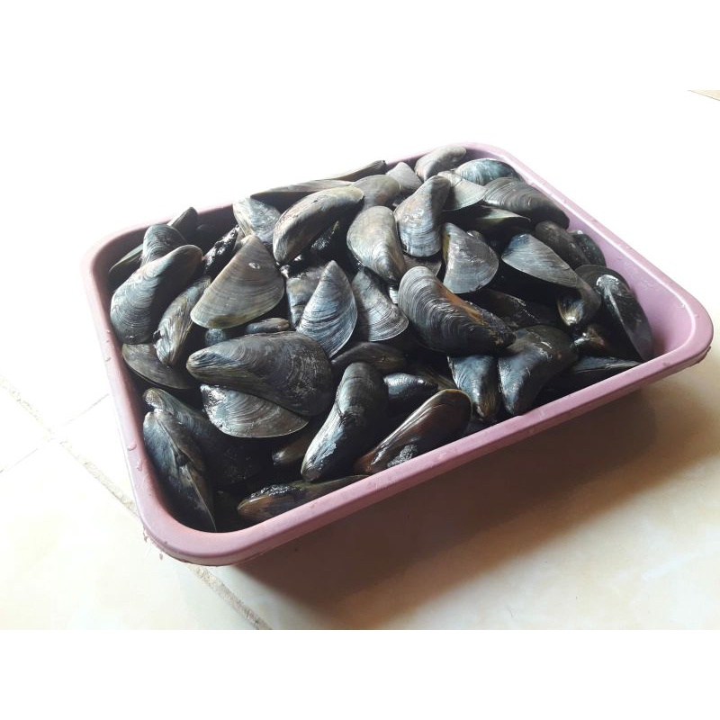 

kerang hijau