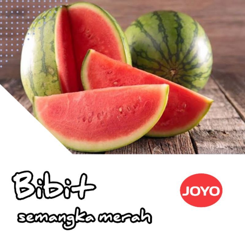 bibit benih semangka merah