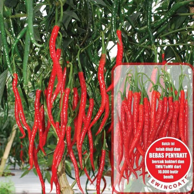 

Order Biji Benih Cabe Keriting F1 Original