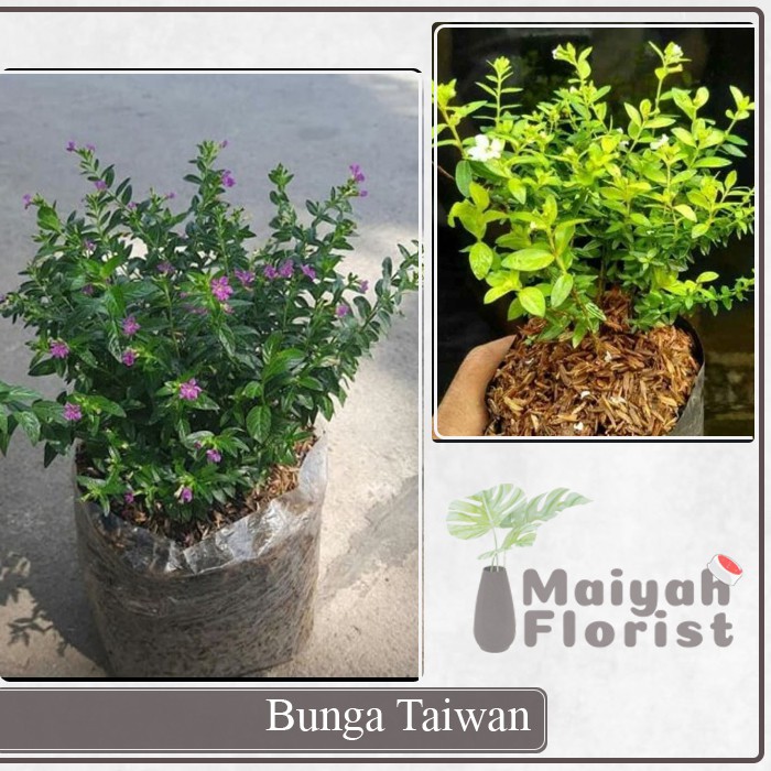 Bunga Taiwan - Tanaman Hias