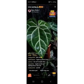 anturium petir sesuai ssd