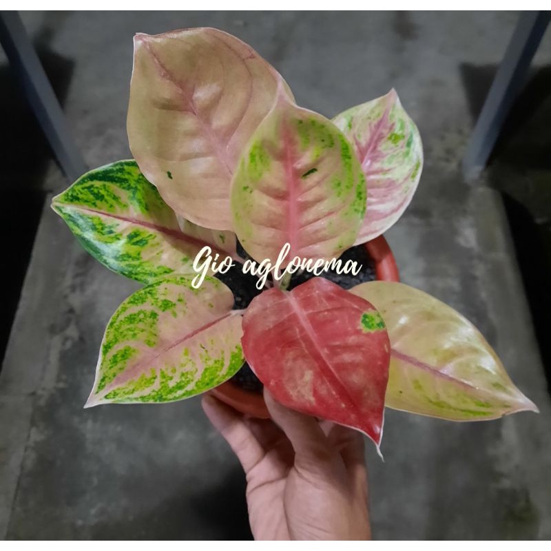 aglonema jamela jackpot