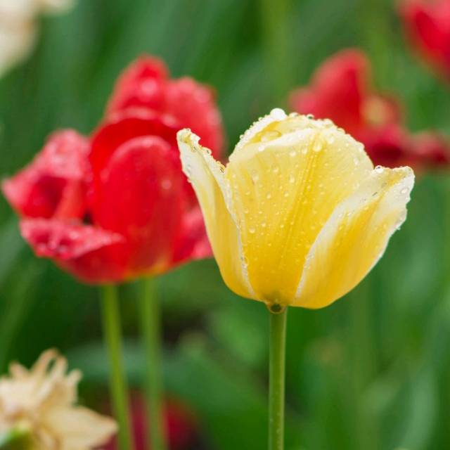 indrianingsihkusumadewi