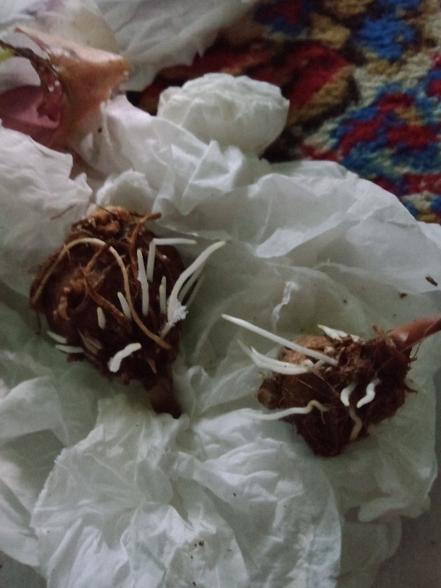 Cladium White Qween Bonggolan