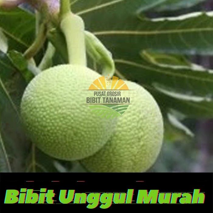 bibit sukun kuning