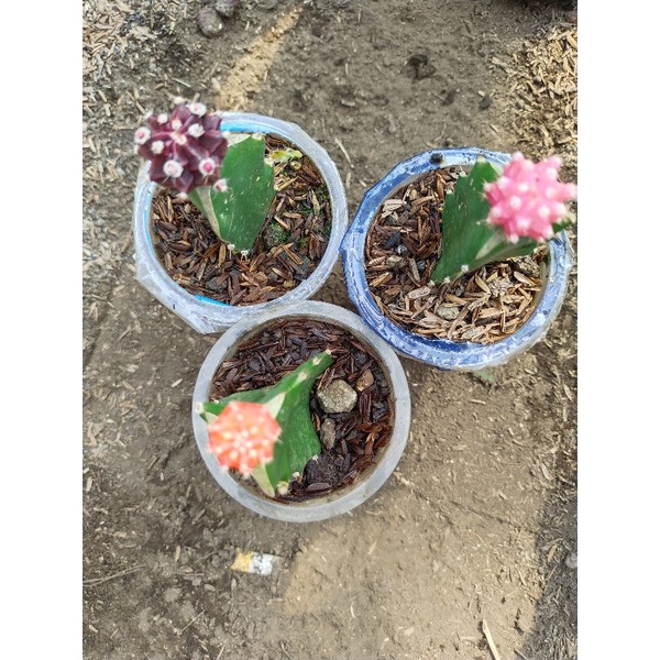 paket kaktus mini grafting import 3pcs 3 jenis pengiriman sesuai foto