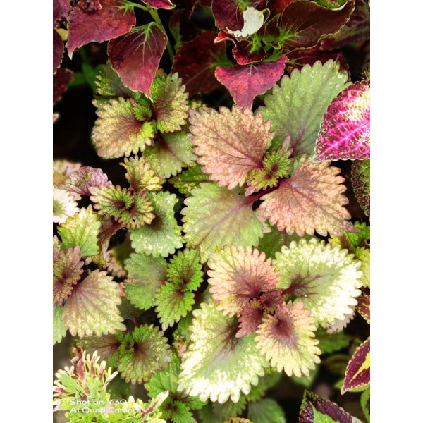 Sudah Berakar Miana Sultan Id Villared/ Miana Sakura