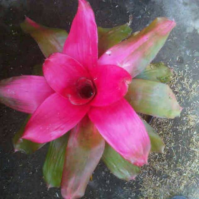 

Bromelia Red Jelly