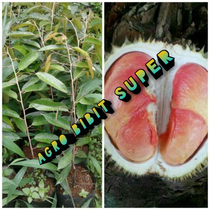 

bibit durian pelangi hasil okulasi cepat berbuah