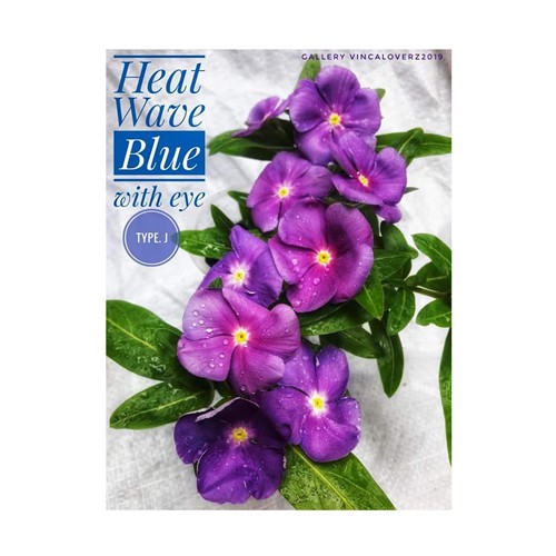 Benih Vinca Heat Wave Blue With Eye Juntai 10 Biji - Kemasan Foil