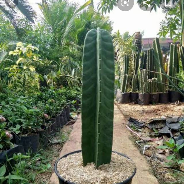 Pohon kaktus koboi tanaman hias kaktus belimbing