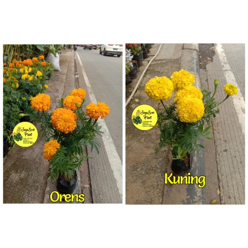 TANAMAN HIAS BUNGA MARIGOLD + POT HITAM