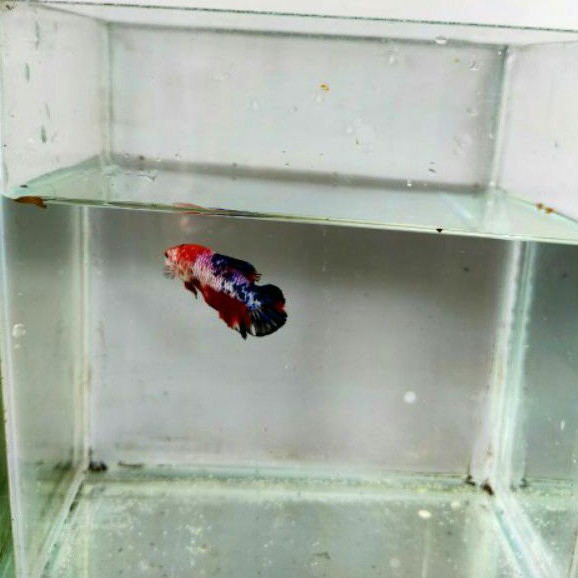 cupang/cupang hias/hias