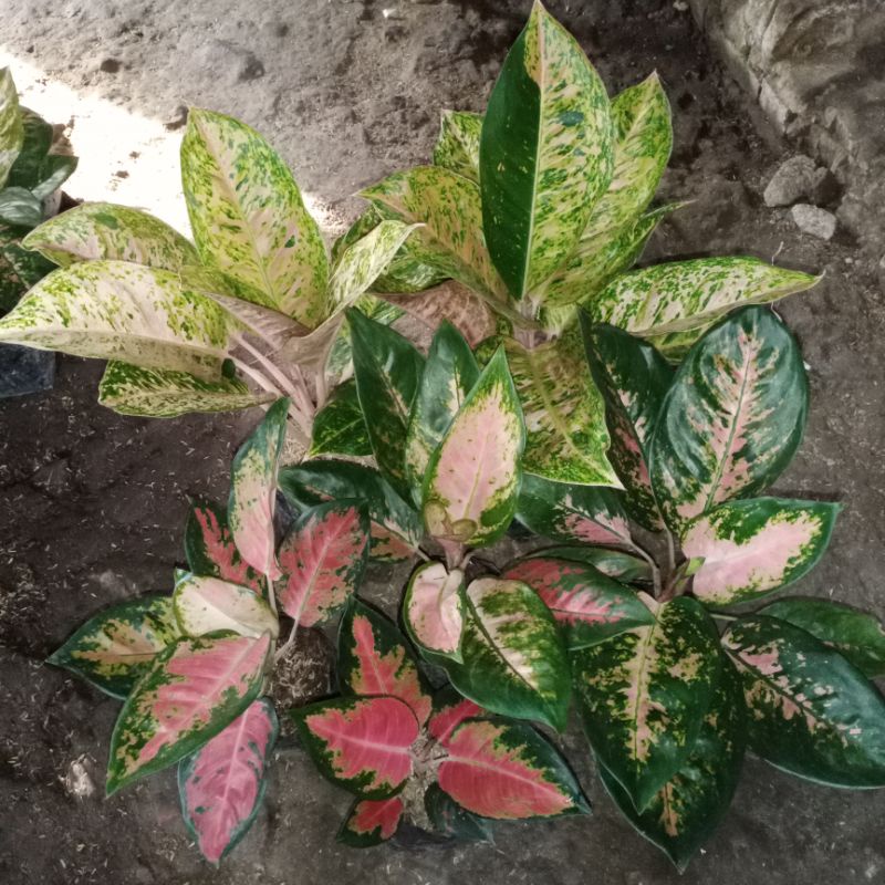 Bunga aglaonema paket 6 btg