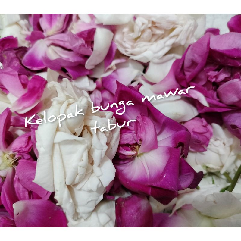 kelopak bunga mawar tabur asli & segar