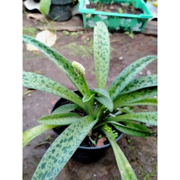 Tanaman Hias Lidah Katak | Lidah Katak