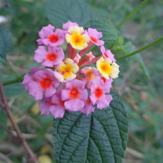 farinaelta