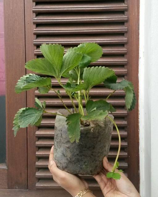 BIBIT STROBERI JUMBOO CALIFORNIA (BELI 5 GRATIS 1)