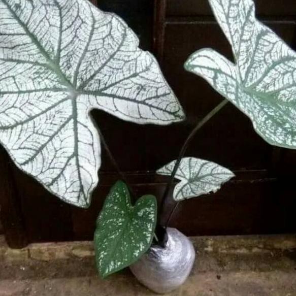 Harga Grosir Tanaman Hias Keladi Putih Caladium Shopee Indonesia