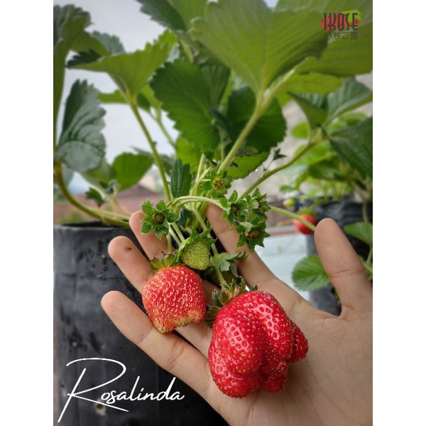 Bibit strawberry Rosalinda