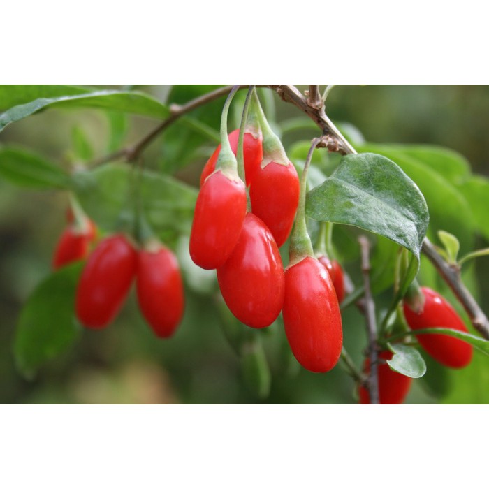 Benih Bibit Biji - Goji Berry Wolfberry Kiche (Lycium barbarum) Seeds - IMPORT