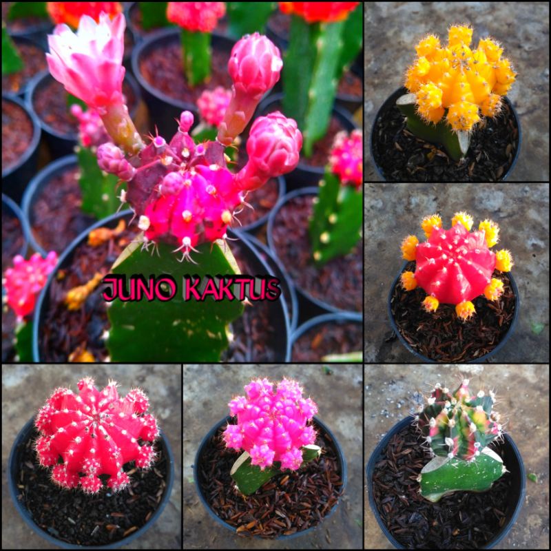 kaktus gymno import moon kaktus grafting medium warna kaktus gymno import moon kaktus grafting medium warna