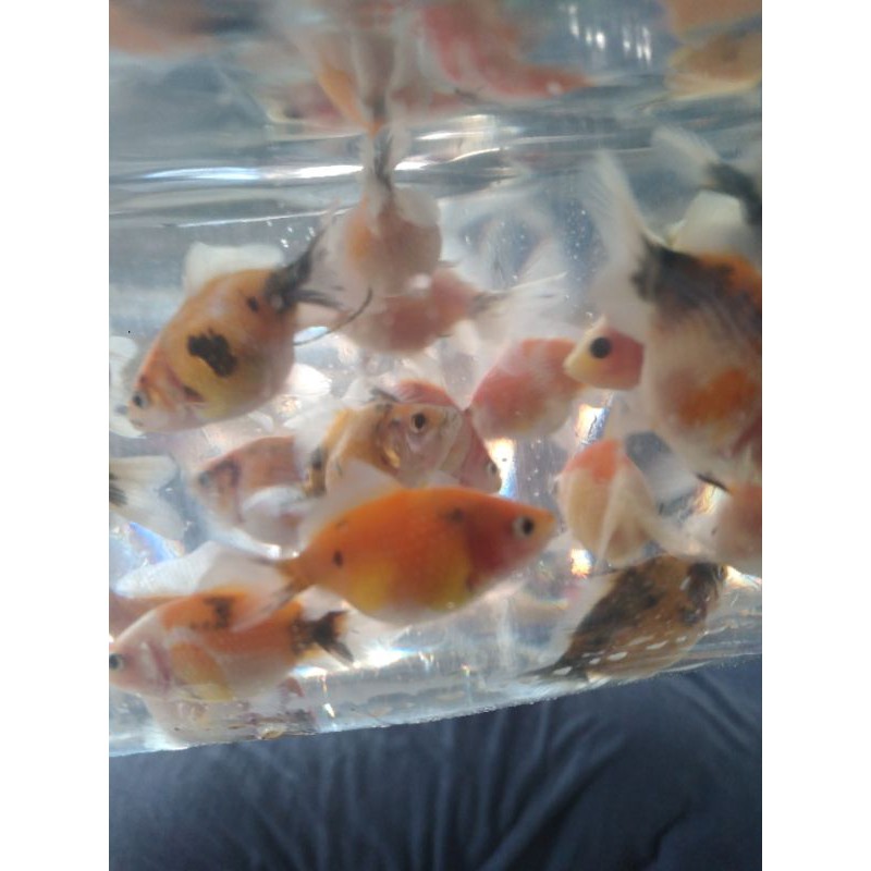 ikan koki mutiara