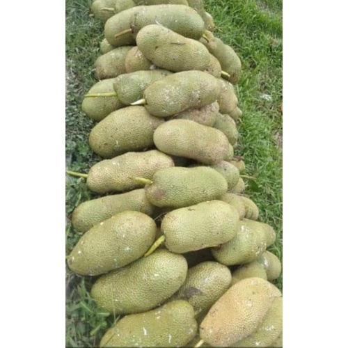 

BUAH CAMPEDAK