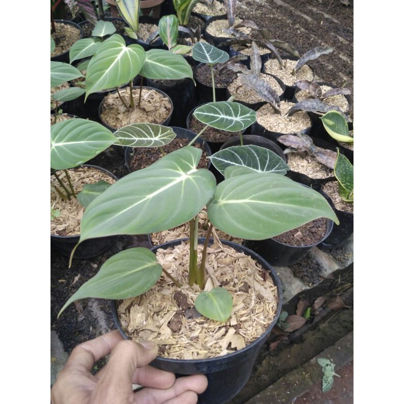 Philodendron gloriosum - tanaman hias gloriosum