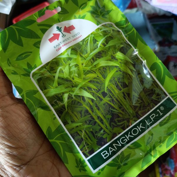 Jual Benih Kangkung Bangkok 1500 Butir Original Pack Shopee Indonesia