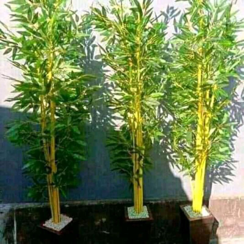 

Bibit bambu kuning superr import buat tolak balak