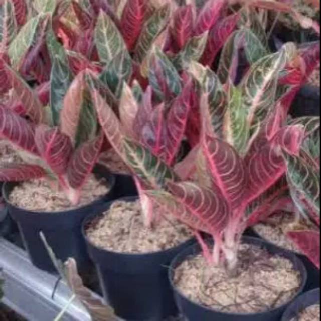 Aglonema RED SUMATRA,ukuran remaja 5-7 daun