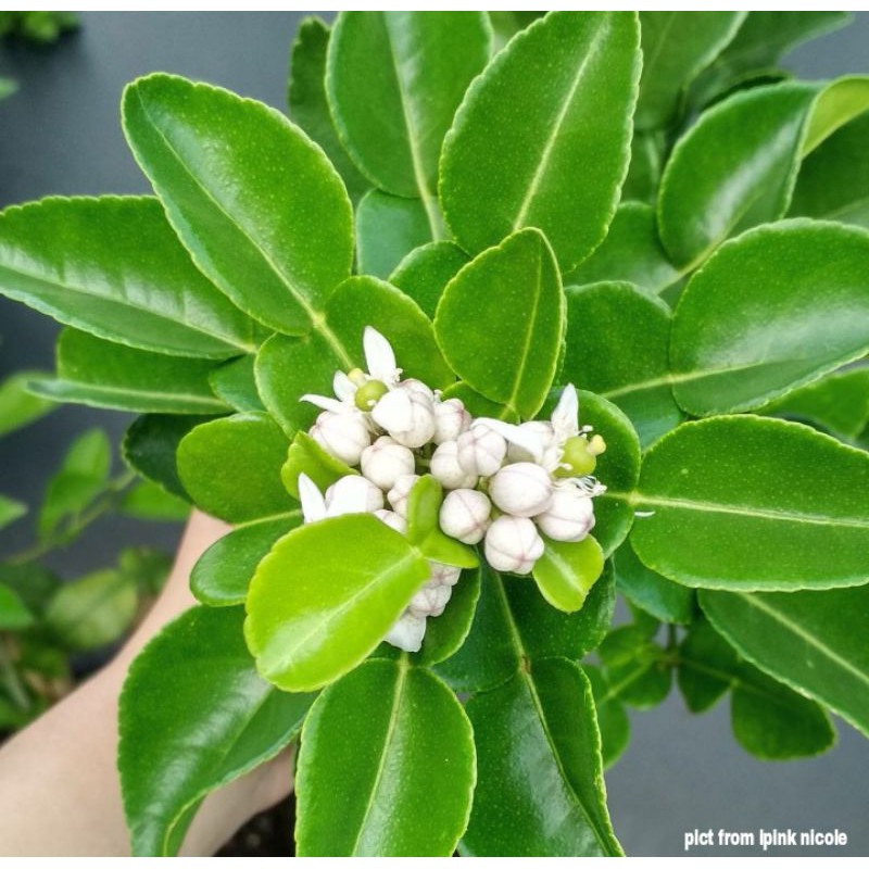 

Daun Jeruk Purut Segar 100 gram / BISA COD
