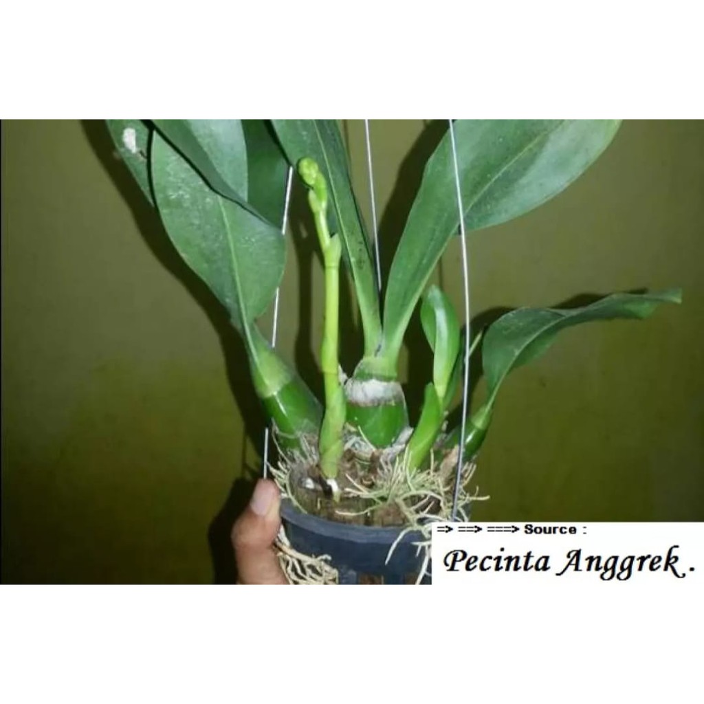 Anggrek grammatophyllum martae seedling