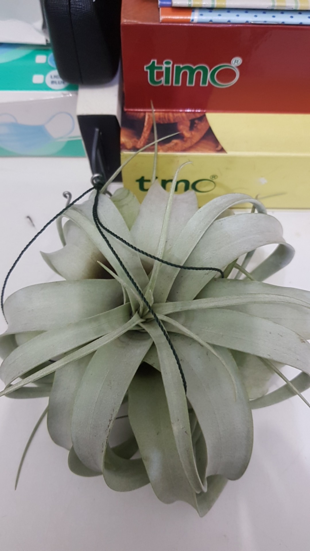 Tilandsia Xerographica