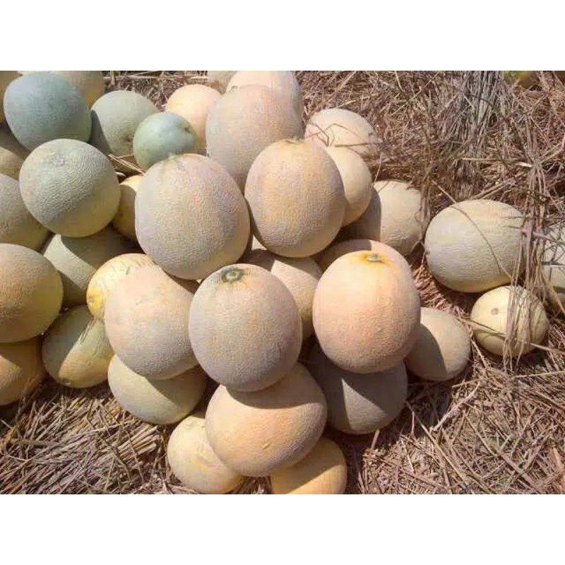 150+ Benih Melon Madu Unggul //Super MANIS//