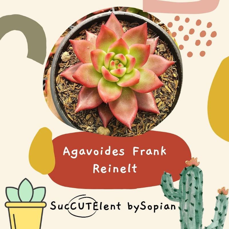 Sekulen Agavoides Frank Reinelt