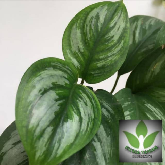 Tanaman Hias Scindapsus sp Sumatra - Tanaman Rambat
