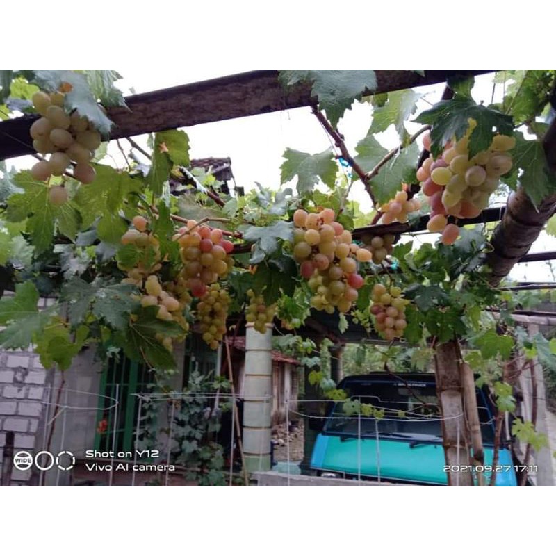 bibit anggur impor  indukan sudah berbuah