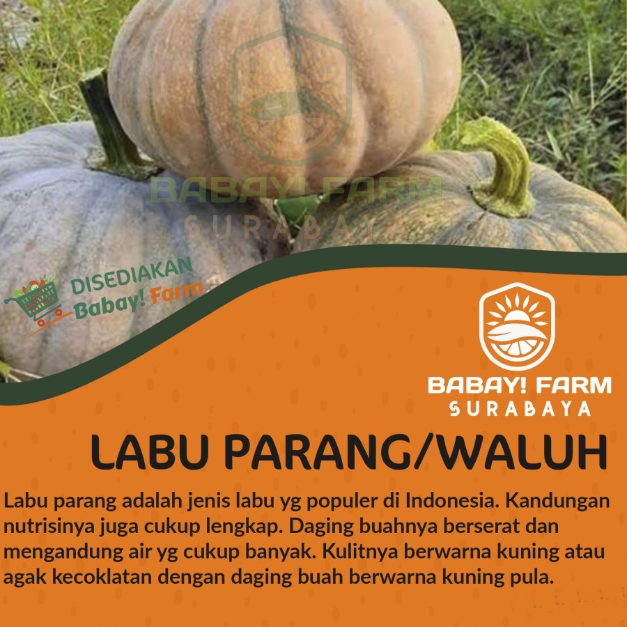 

Labu Parang / Waluh Kuning